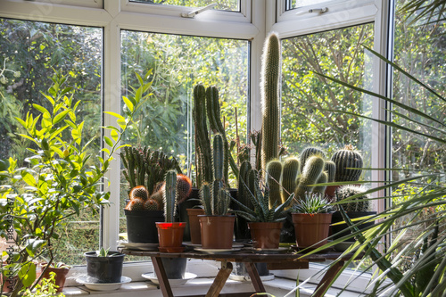 Cacti in a Conservatory