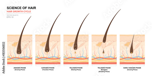 Anatomical training poster. Hair growth phase step by step. Stages of the hair growth cycle. Anagen, telogen, catagen. Skin anatomy. Cross section of the skin layers. Medical vector illustration