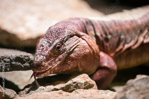 Red tegu