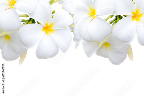 Plumeria flowers