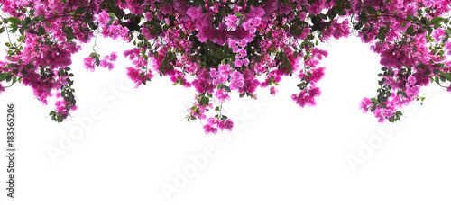 Pink Bougainvillea flower on white background.