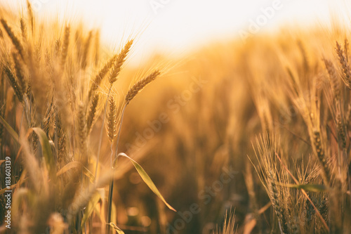 Ripe golden spikelets of wheat