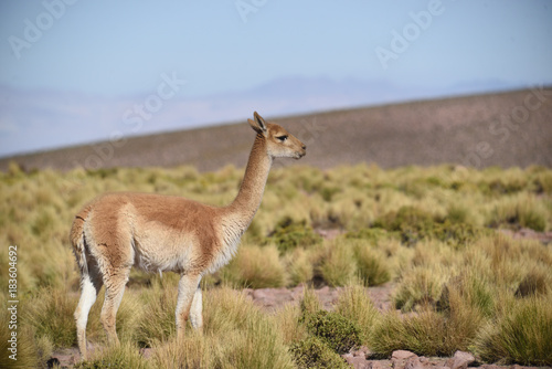 vicuña llama