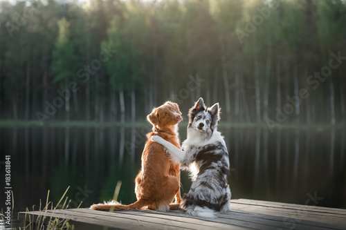 Dog Nova Scotia duck tolling Retriever and the border collie on the river