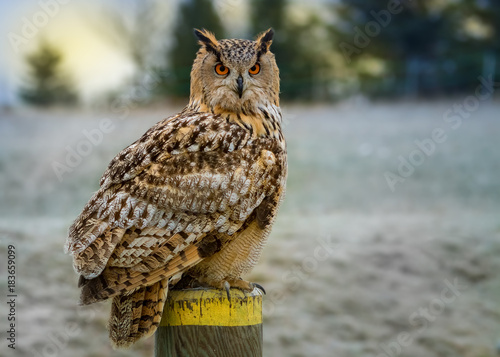 Europäischer Uhu in Winterlandschaft