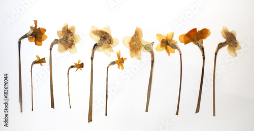 Dried and Pressed Flat Lay Spring Daffodil Flower Petals