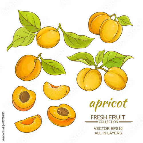 apricot vector set
