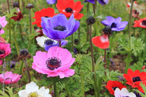 Purple poppy anemone flower(Anemone Coronaria)