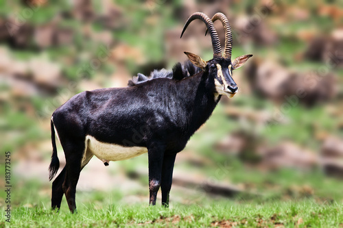 Sable anthelope bull standing proud and alerted. Hippotragus niger