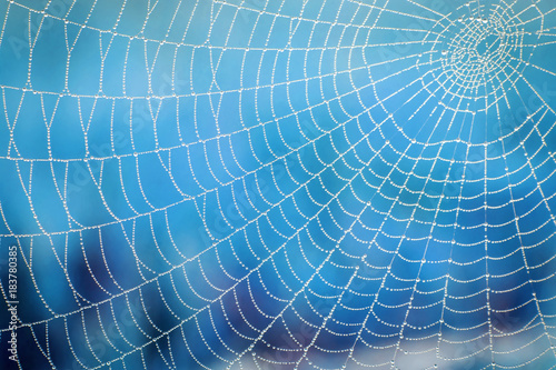 Spider web on blue blurred background, close-up