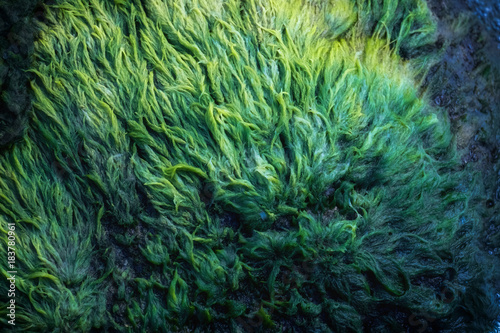  Green algae covered granite boulder in a riverbed. Swamp algae. Background and texture.
