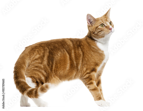 side view of a Ginger mixed-breed cat standing, isolated on whit
