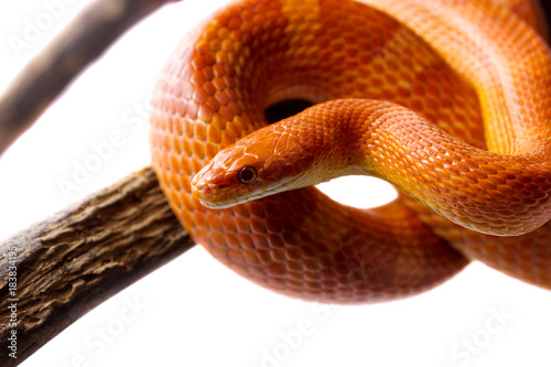 Orange corn snake crawling on a branch and looking forward on white background