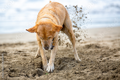 Labrador buddelt am Strand ein Loch in den Sand