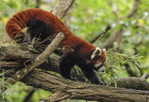 Panda Mała panda ruda na pniu drzewa.