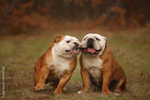 dog breeds English bulldog in for a walk