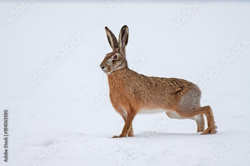 European brown hare lepus europaeus in winter. One wild animal on field covered with snow.