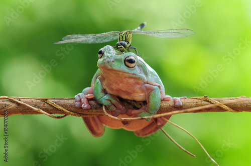 dumpy frog with dragonfly