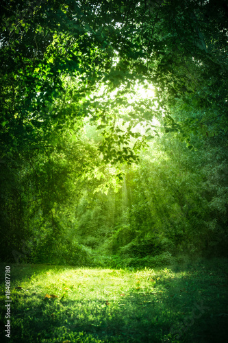 Beautiful landscape with sunlight shining through green trees and grass