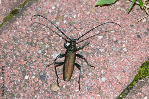 Käfer Moschusbock, Aromia moschata