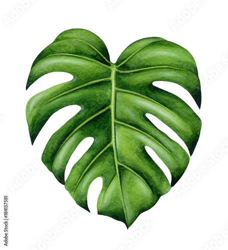 Green monstera leaf. Tropical plant. Hand painted watercolor illustration isolated on white background. Realistic botanical art. Design element for fabrics, invitations, clothes and other.