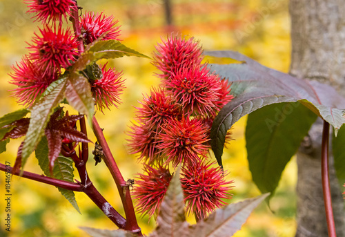 spike red flower oil castor (Ricinus Communis) plant, a beautiful bright plant toxic dangerous