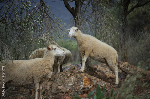 Sheep before dawn in Olive Grove 