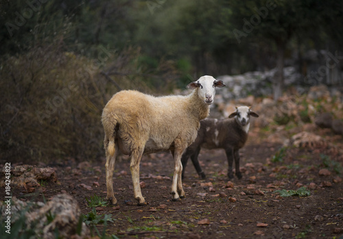 Lone ewe with lamb from a sheep flock in Turkey in olive grove landscape.
