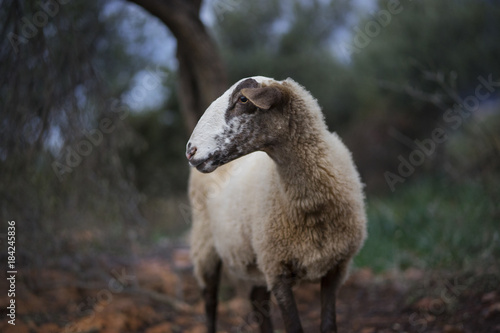 Sheep before dawn in Olive Grove 