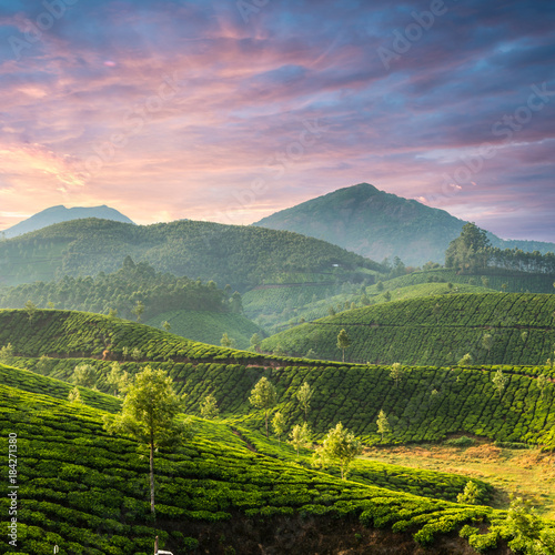 Sunset over tea plantations