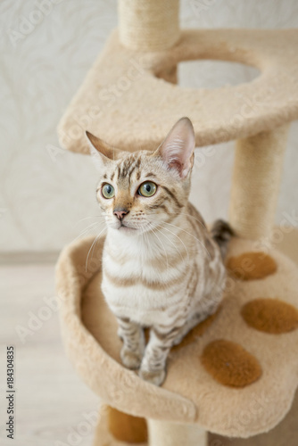Light bengal cat sits on a cats playground