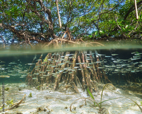 Split view of mangrove tree in the water above and below sea surface with roots and school of fish underwater, Caribbean