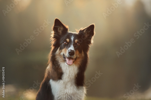 Dog border collie closeup