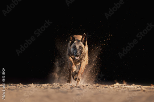 Dog Malinois runs