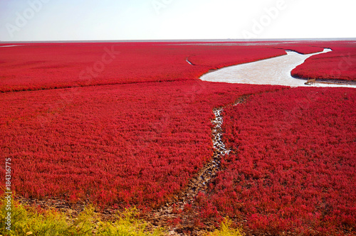The Red beach is located in Panjin city, Liaoning, China. This is the biggest wetland featuring the red plant of Suaeda salsa in the world.
