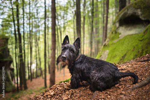 Portrait of a black scottish rerrier in a forest. Dog-walking outdoors.