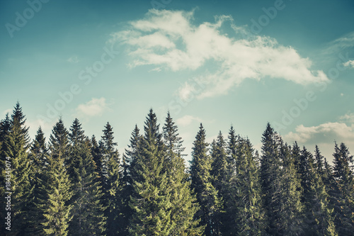 Wonderful forest landscape the harmonic rows of the mighty pine trees on the cloudy blue sky background. Natural beauty of the coniferous woods. The Carpathians Mountains. Bukovel. Ukraine.
