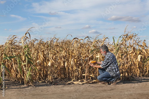 Farmer or agronomist examining corn plant in field after drought, harvest time