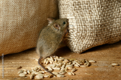 closeup the vole mouse nibbles the sack of grain in the storehouse