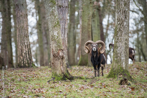 Mouflon de Corse