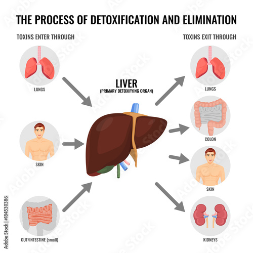 Process of detoxification and elimination cartoon medical poster