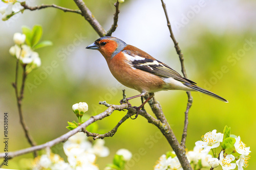 chaffinch sitting on a branch with spring flowers