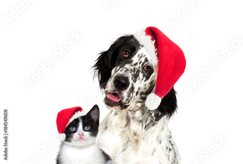 dog And a kitten looking in the cap of santa