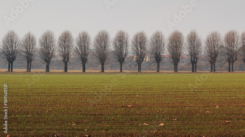 fila di alberi e campi coltivati nel parco del Lura - Lomazzo (Como)