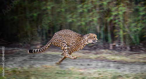 running cheetah