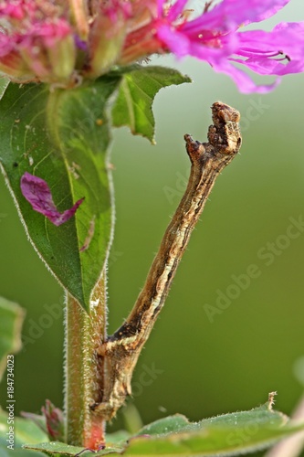 Raupe des Zackenbindigen Rindenspanners (Ectropis crepuscularia) an Blutweiderich (Lythrum salicaria)