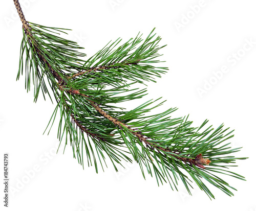 pine branch with cones, isolated without a shadow. Close-up. Christmas. New Year.