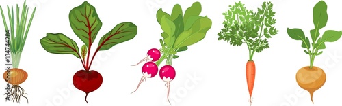 Set of different tuberous vegetables with tops on white background