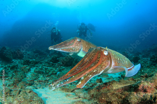 Cuttlefish and scuba divers