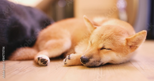 Little shiba sleeping on floor